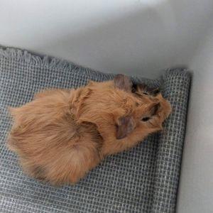 Морська свинка хлопчик