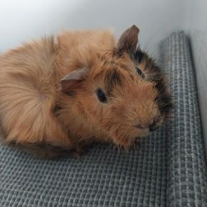 Морська свинка хлопчик