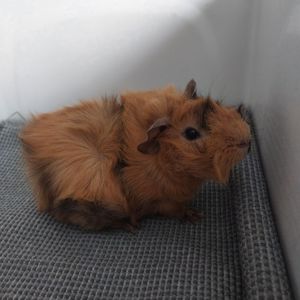 Морська свинка хлопчик