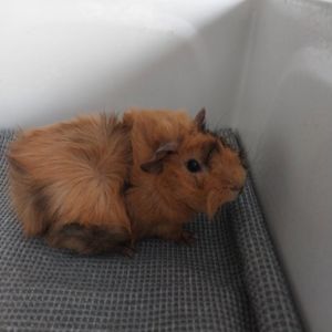 Морська свинка хлопчик