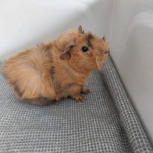 Морська свинка хлопчик