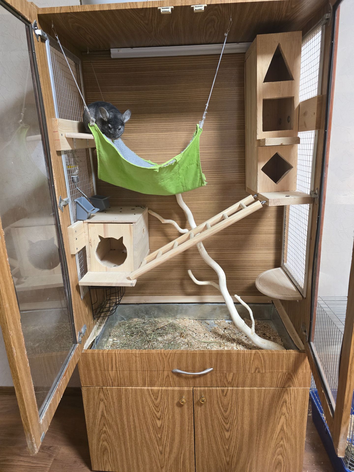 Шиншила, хлопчик, 8 місяців