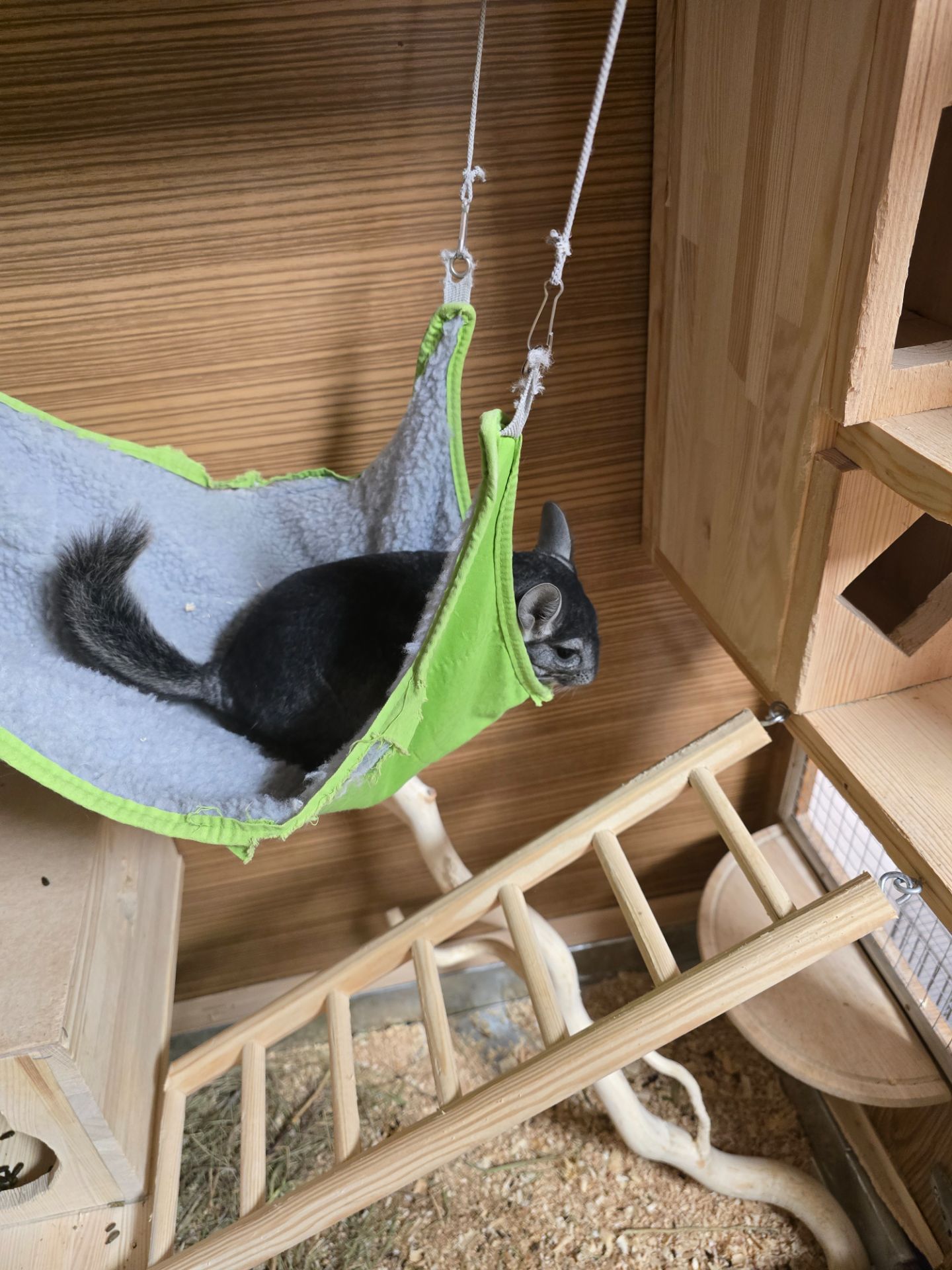 Шиншила, хлопчик, 8 місяців