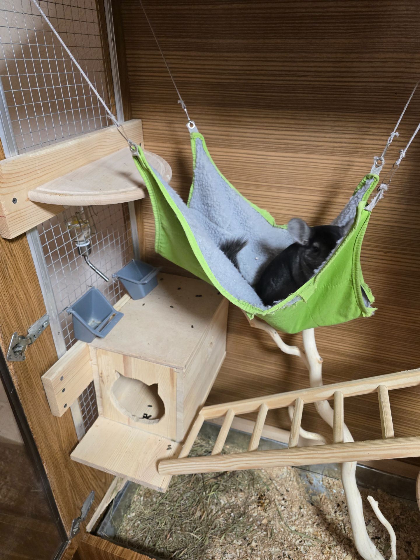 Шиншила, хлопчик, 8 місяців