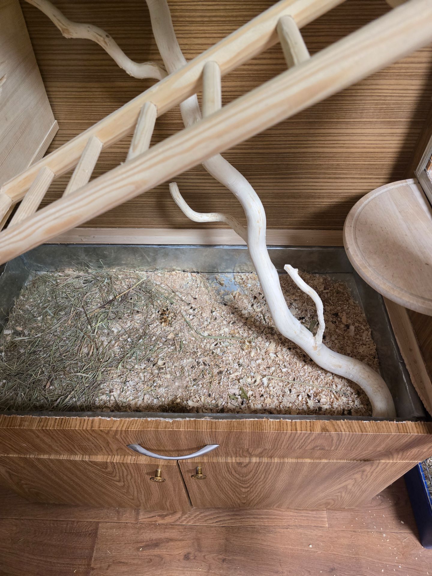 Шиншила, хлопчик, 8 місяців