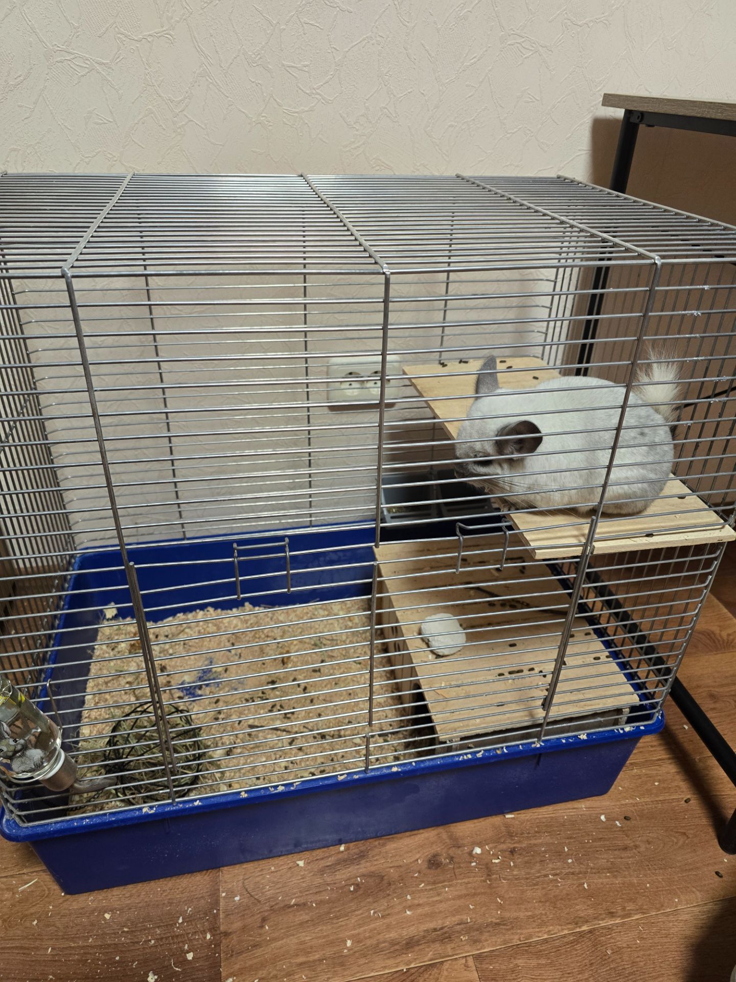 Шиншила, мила біло-попеляста дівчинка разом з приналежностями або окремо