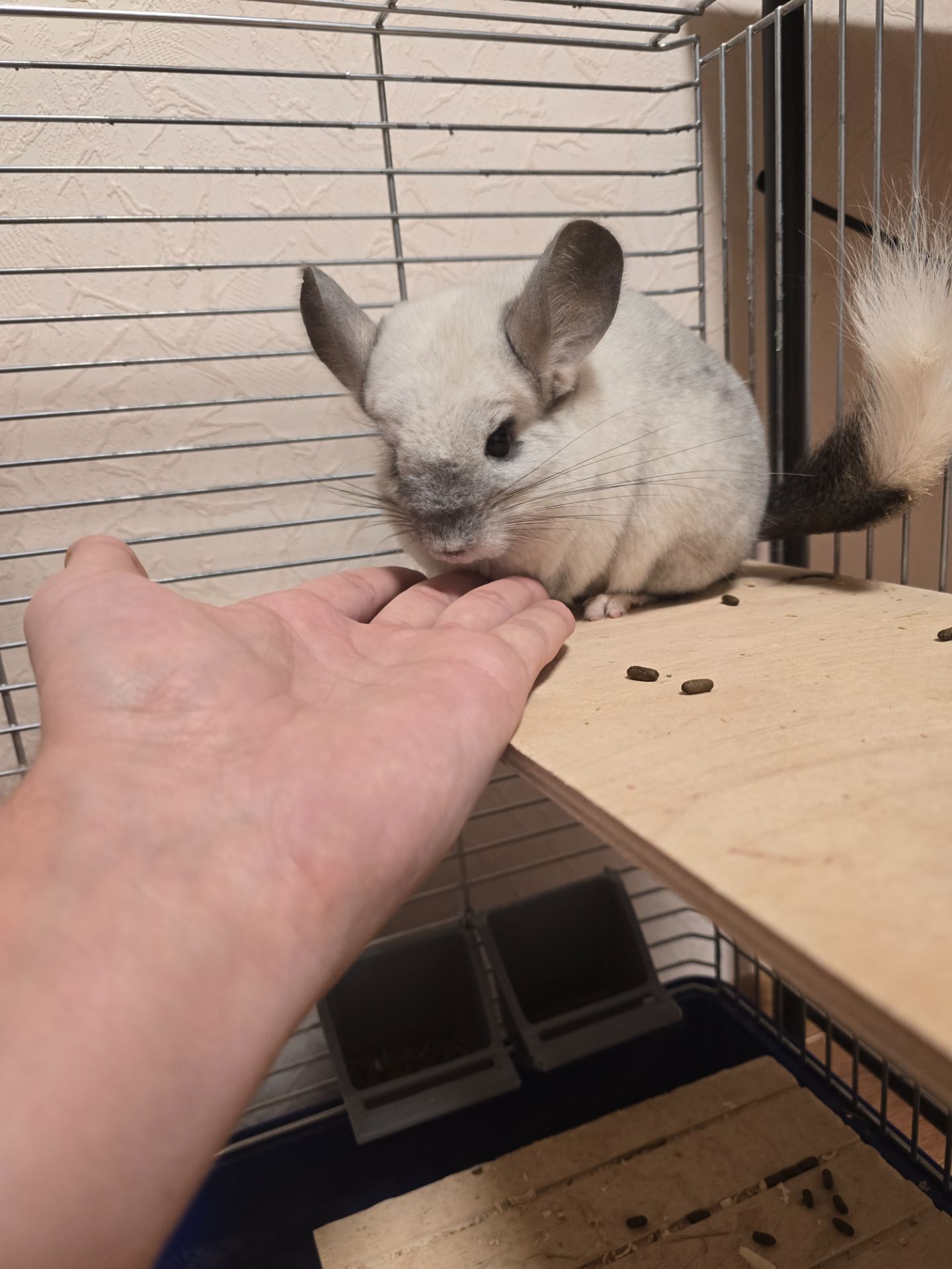 Шиншила, мила біло-попеляста дівчинка разом з приналежностями або окремо