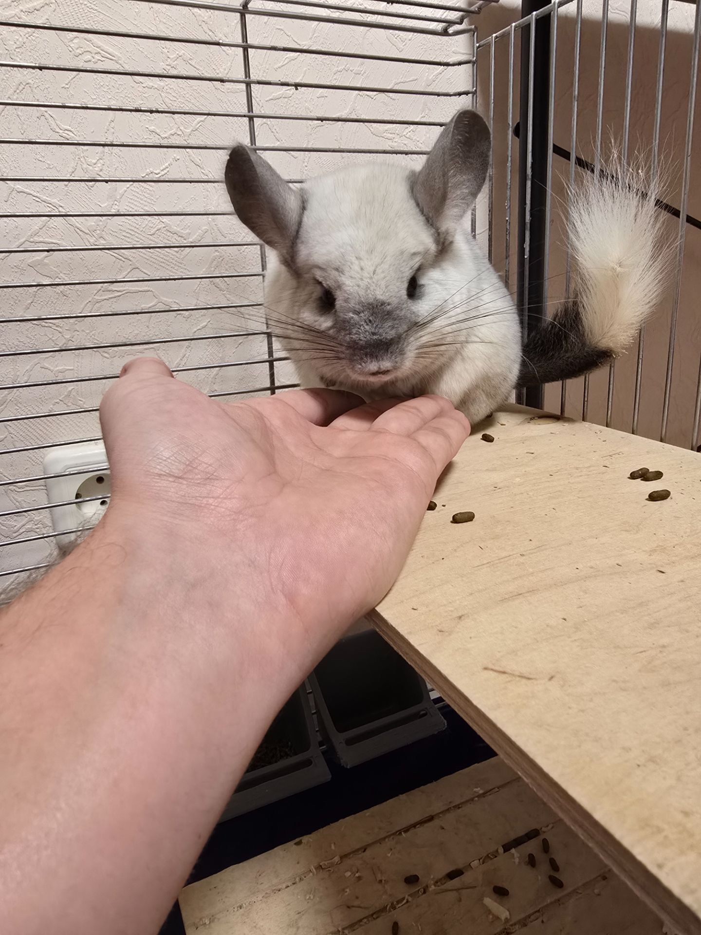 Шиншила, мила біло-попеляста дівчинка разом з приналежностями або окремо