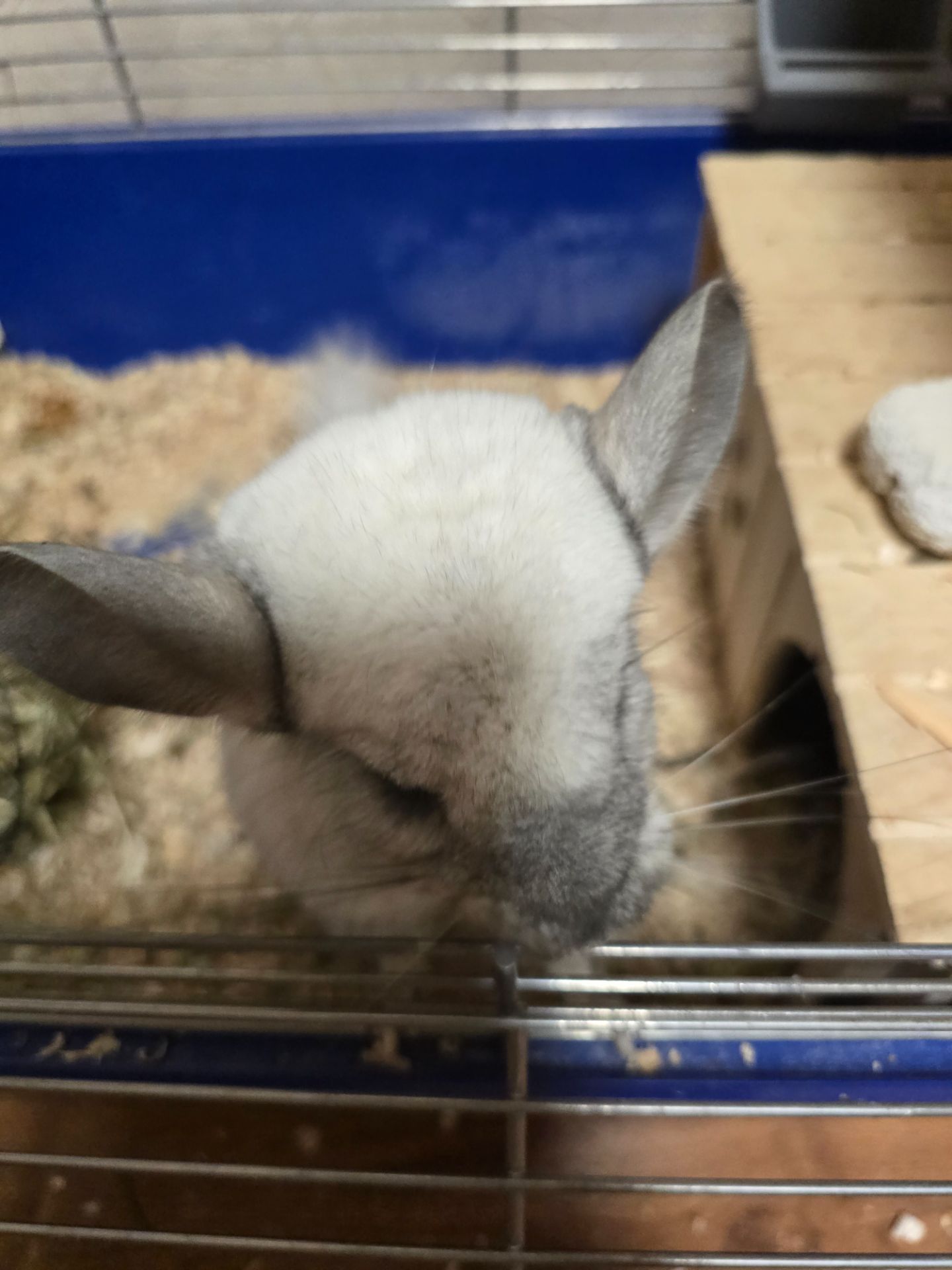 Шиншила, мила біло-попеляста дівчинка разом з приналежностями або окремо