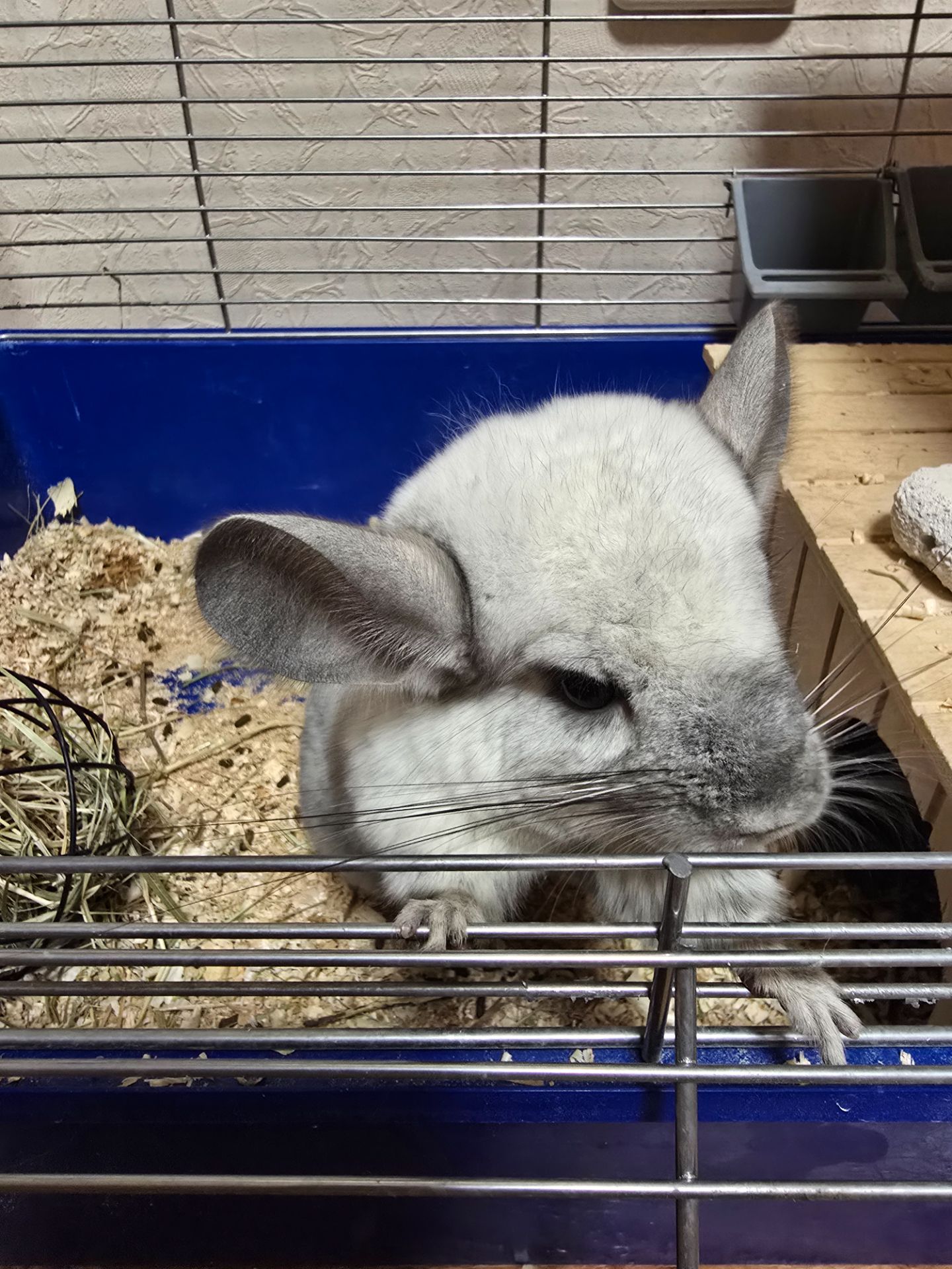 Шиншила, мила біло-попеляста дівчинка разом з приналежностями або окремо