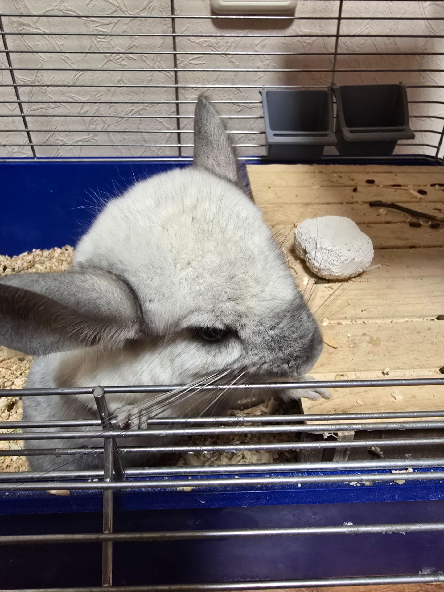 Шиншила, мила біло-попеляста дівчинка разом з приналежностями або окремо