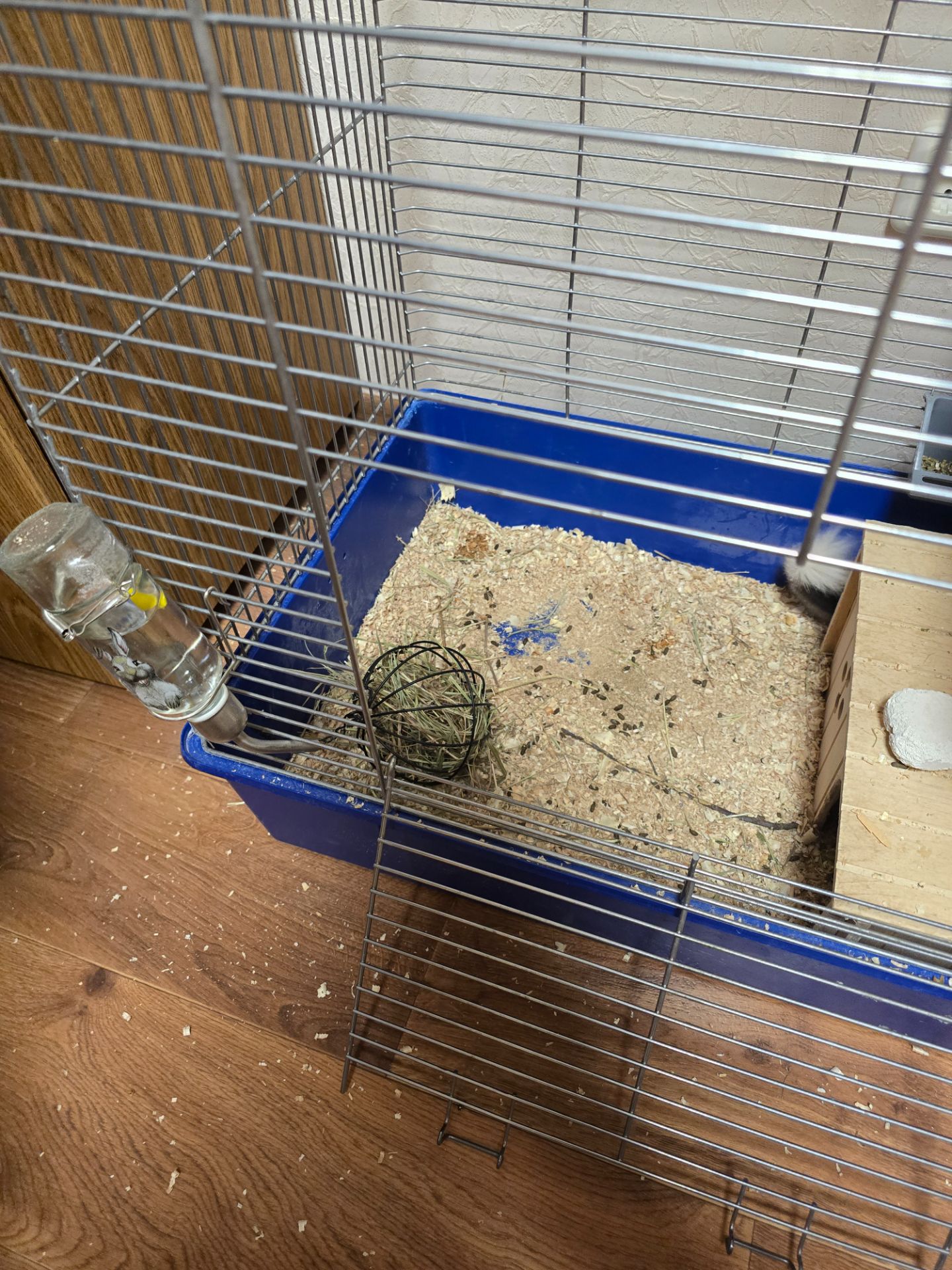 Шиншила, мила біло-попеляста дівчинка разом з приналежностями або окремо