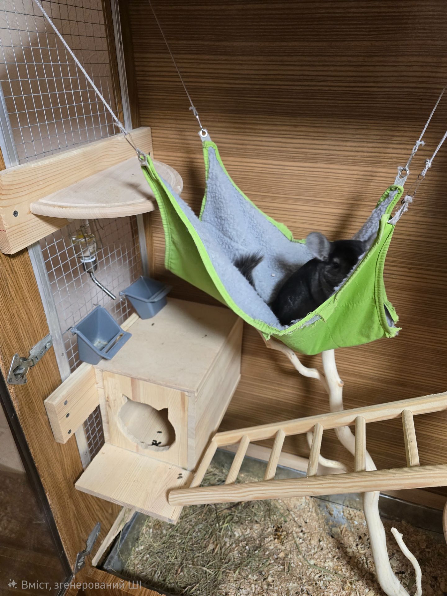 Шиншила, хлопчик, 8 місяців