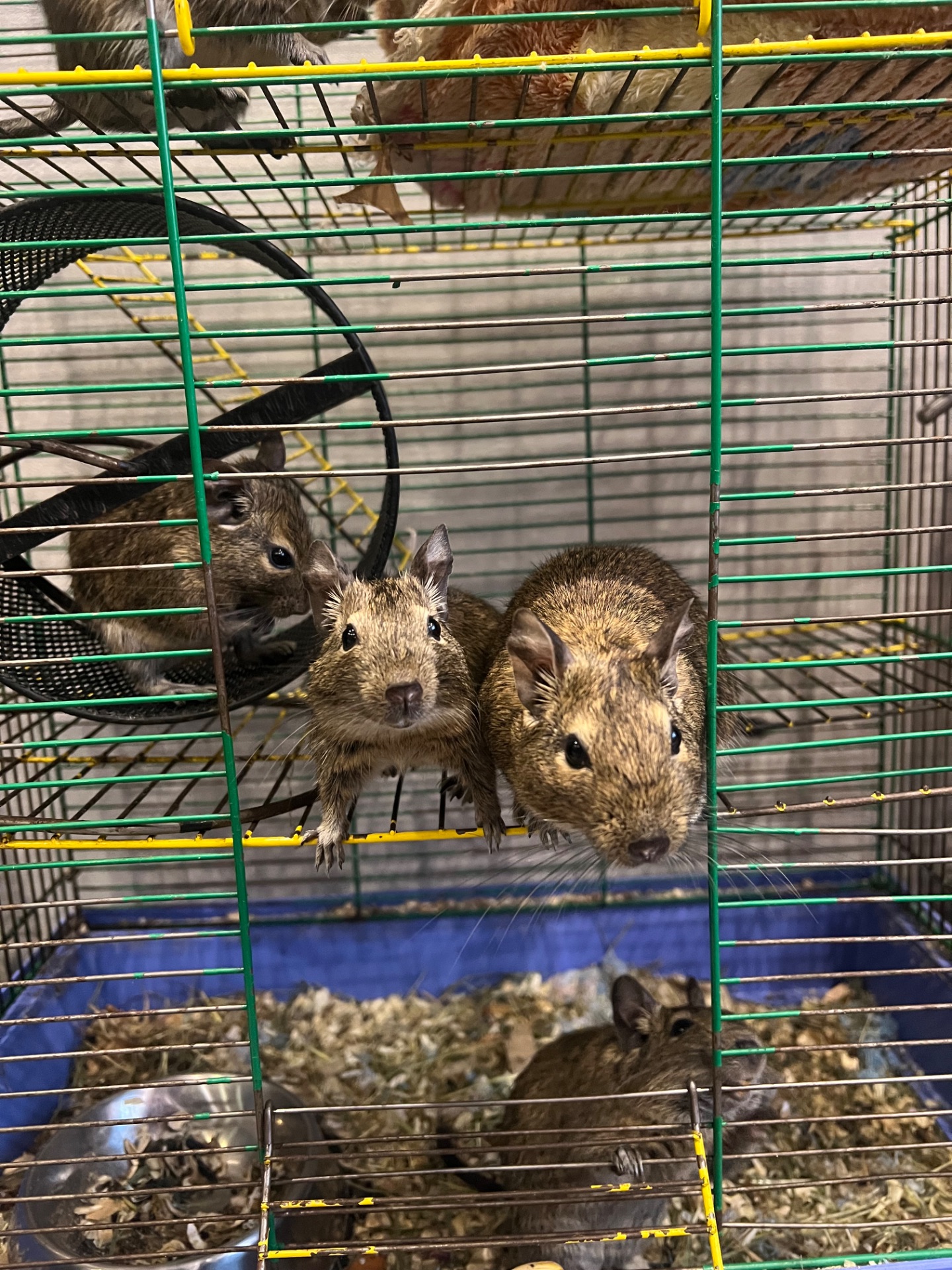 Чилийская белка