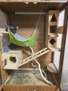 Шиншила, хлопчик, 8 місяців