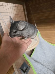 Шиншила, хлопчик, 8 місяців