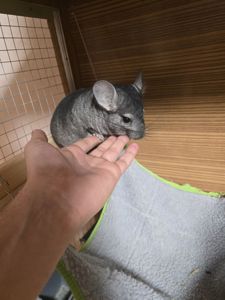 Шиншила, хлопчик, 8 місяців