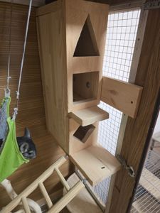 Шиншила, хлопчик, 8 місяців