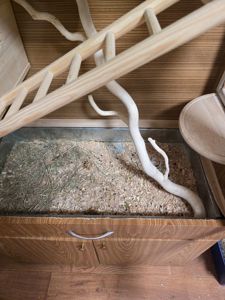 Шиншила, хлопчик, 8 місяців