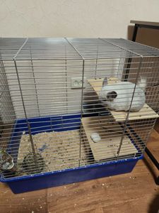 Шиншила, мила біло-попеляста дівчинка разом з приналежностями або окремо