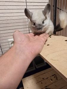 Шиншила, мила біло-попеляста дівчинка разом з приналежностями або окремо