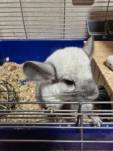 Шиншила, мила біло-попеляста дівчинка разом з приналежностями або окремо