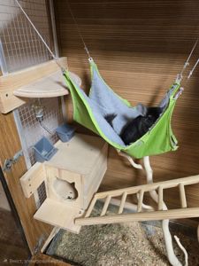 Шиншила, хлопчик, 8 місяців