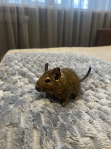 Чилийская белка