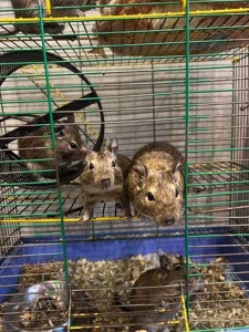 Чилийская белка