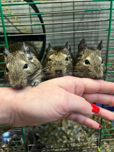 Чилийская белка