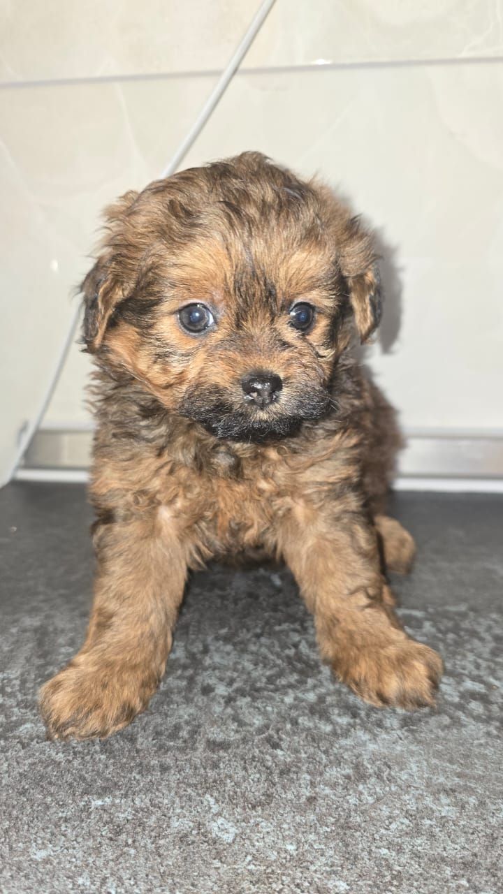 Цуценята мальтіпу Ф1