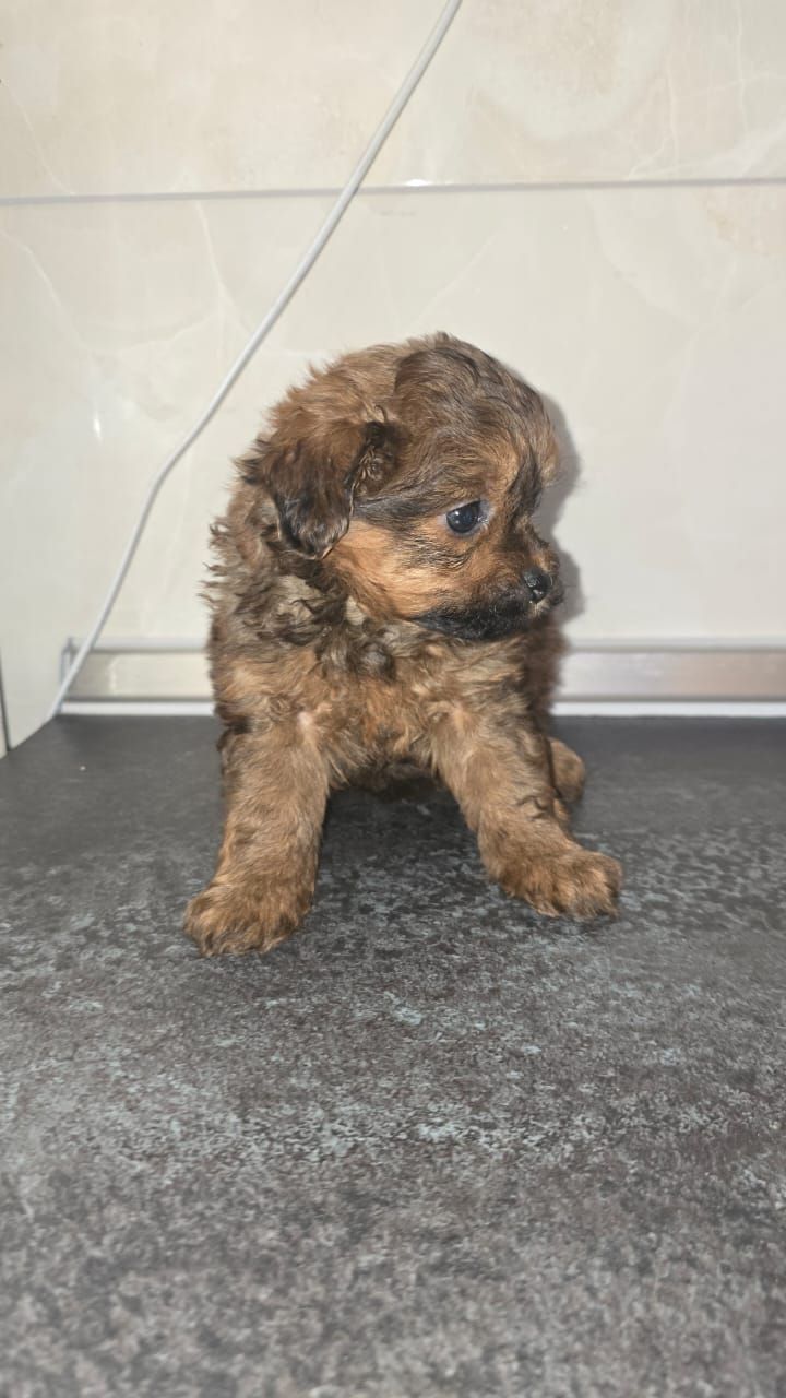 Цуценята мальтіпу Ф1