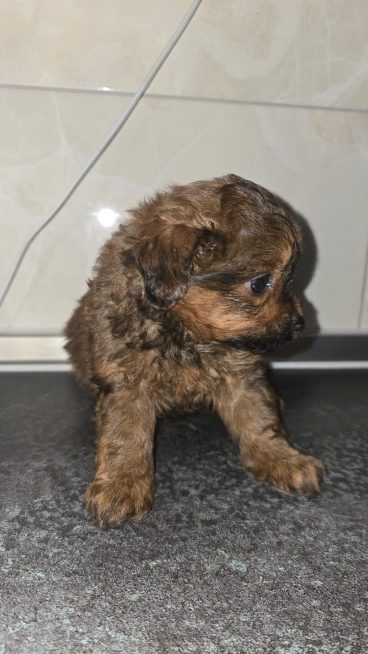 Цуценята мальтіпу Ф1