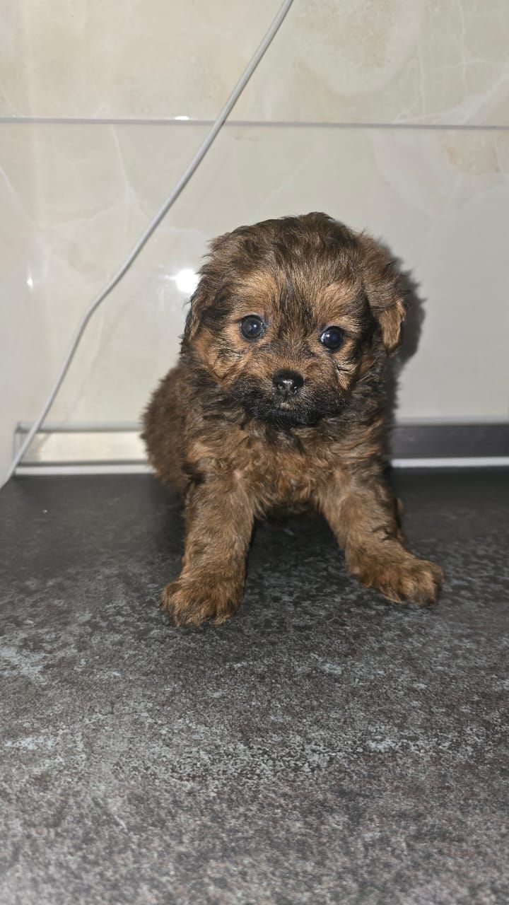 Цуценята мальтіпу Ф1