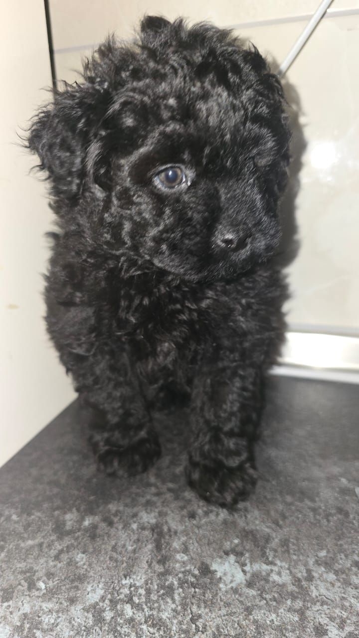 Цуценята мальтіпу Ф1