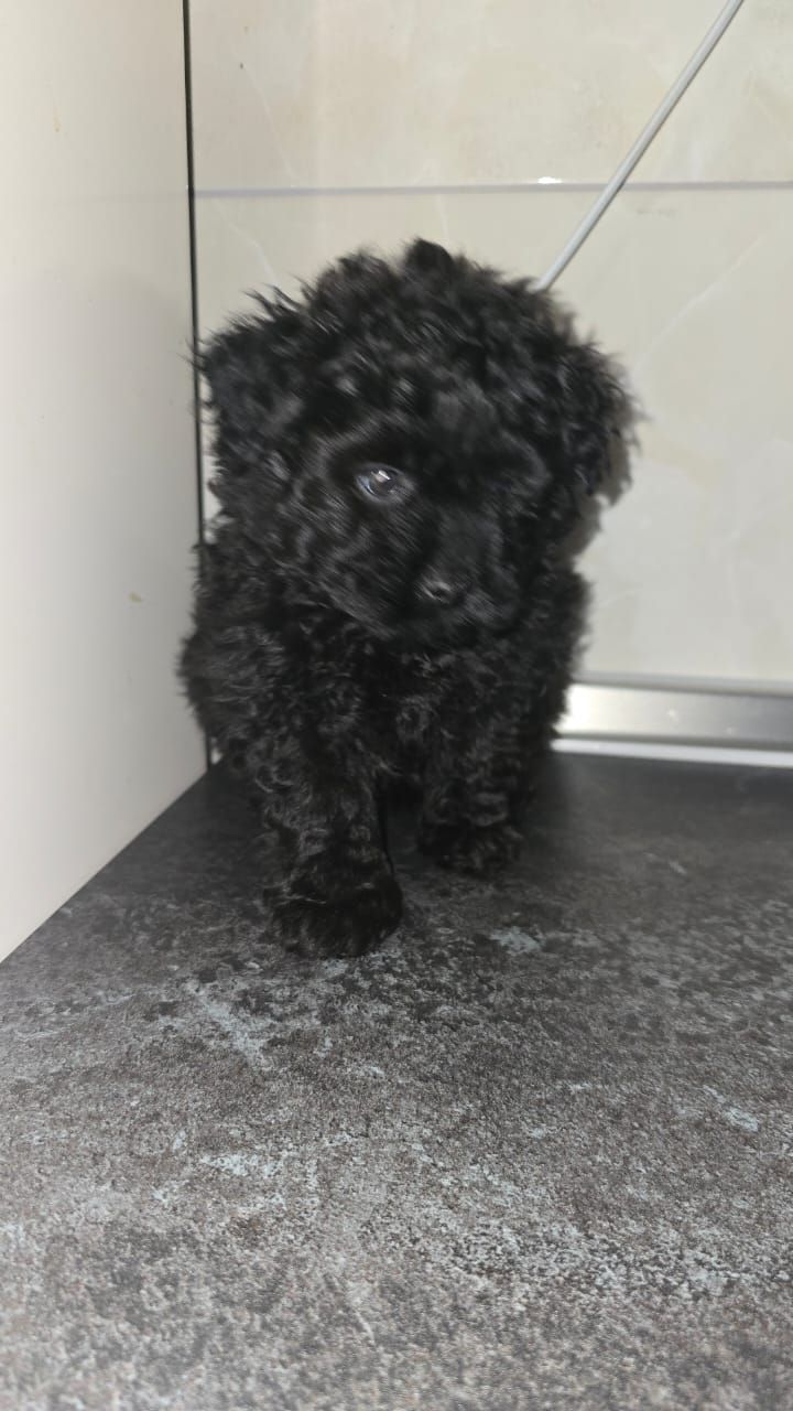 Цуценята мальтіпу Ф1