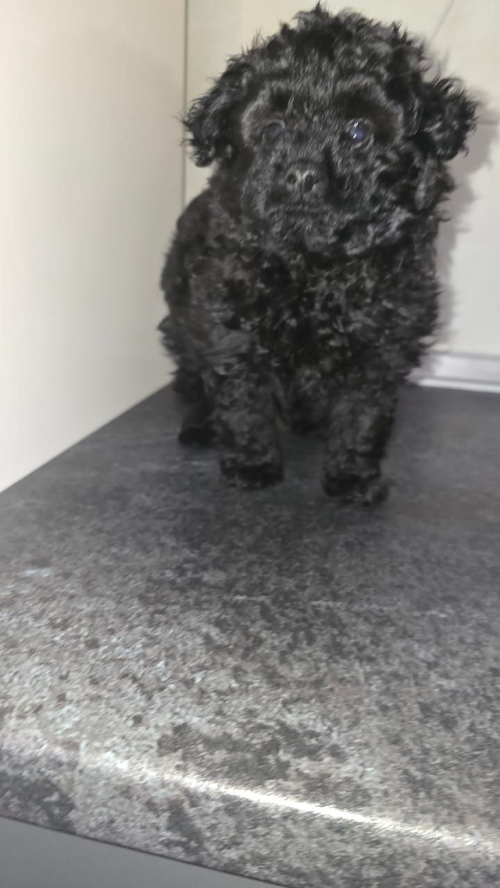 Цуценята мальтіпу Ф1