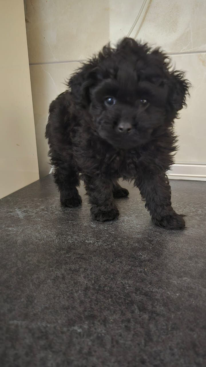 Цуценята мальтіпу Ф1