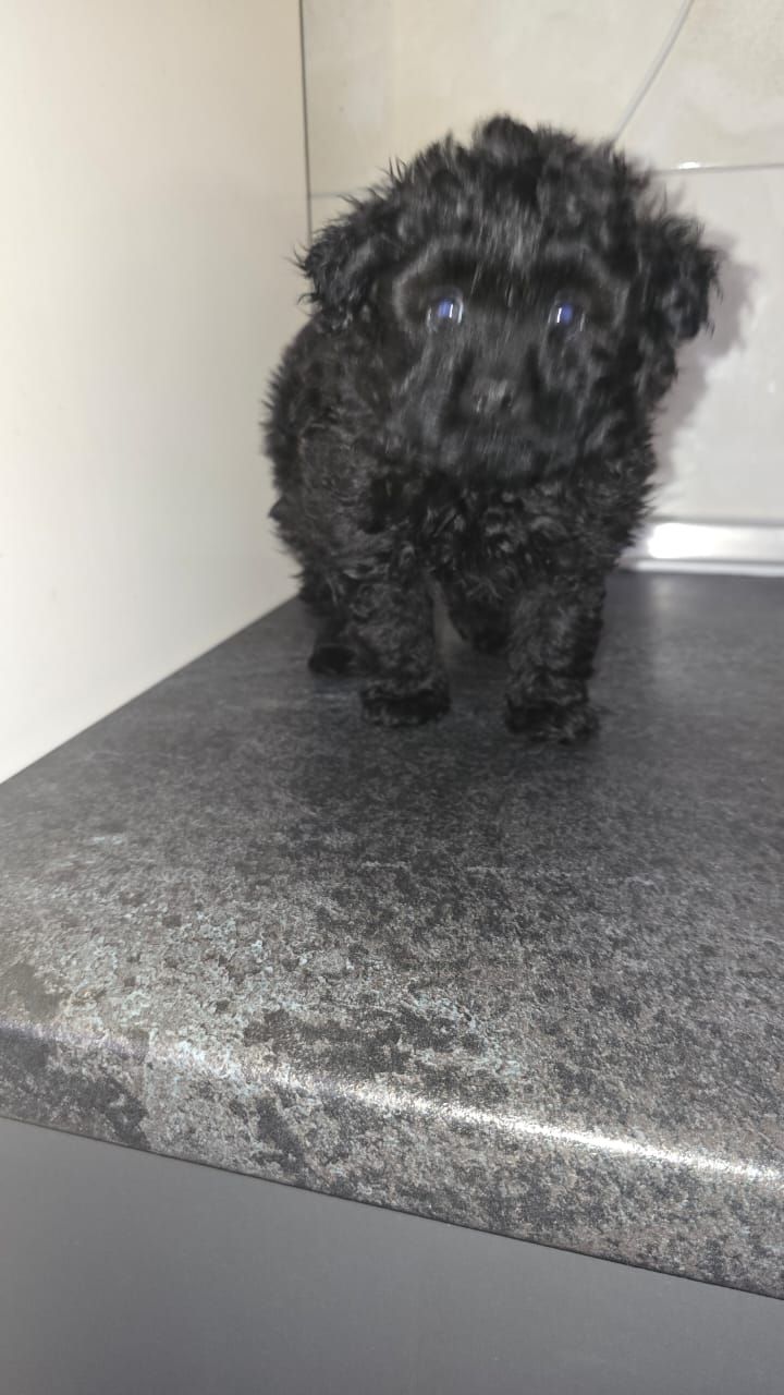 Цуценята мальтіпу Ф1