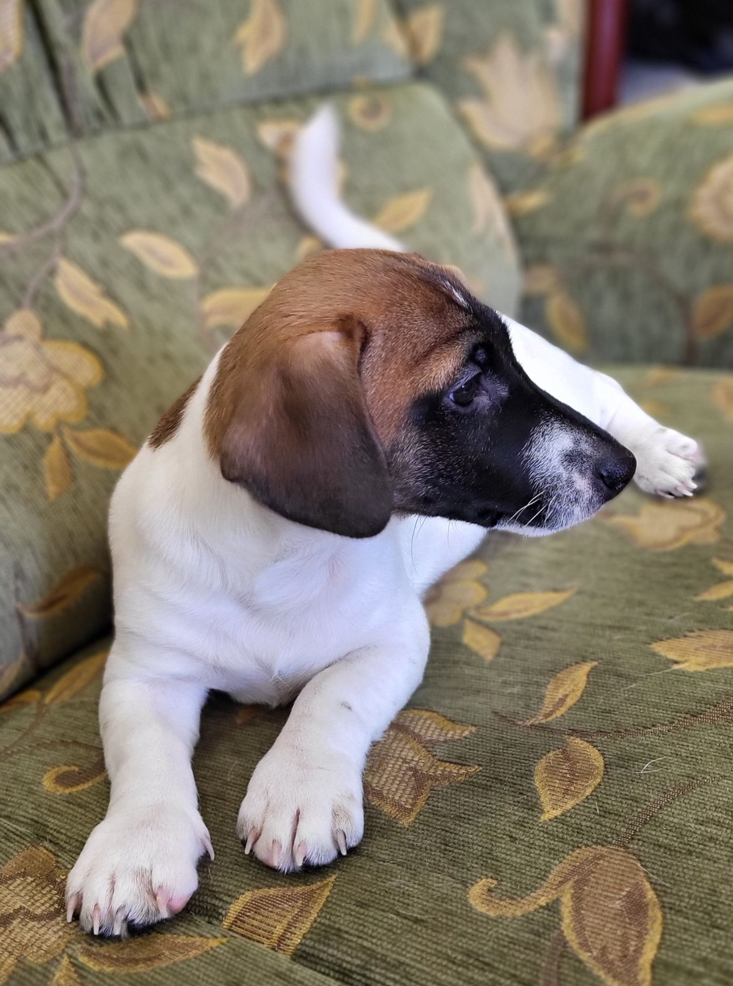 Щенок Джек Рассел Терьер 24.10.2025