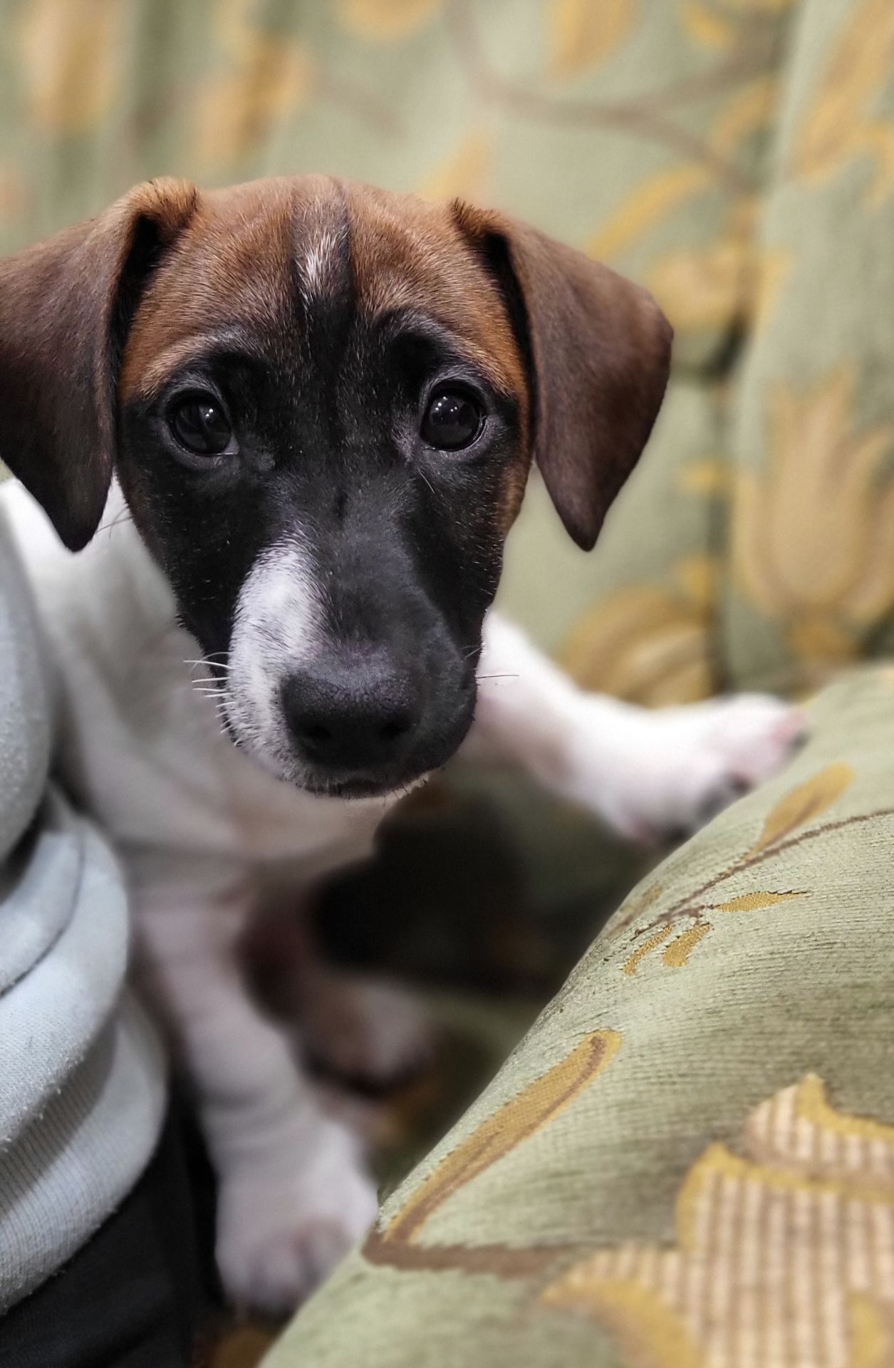 Щенок Джек Рассел Терьер 24.10.2025