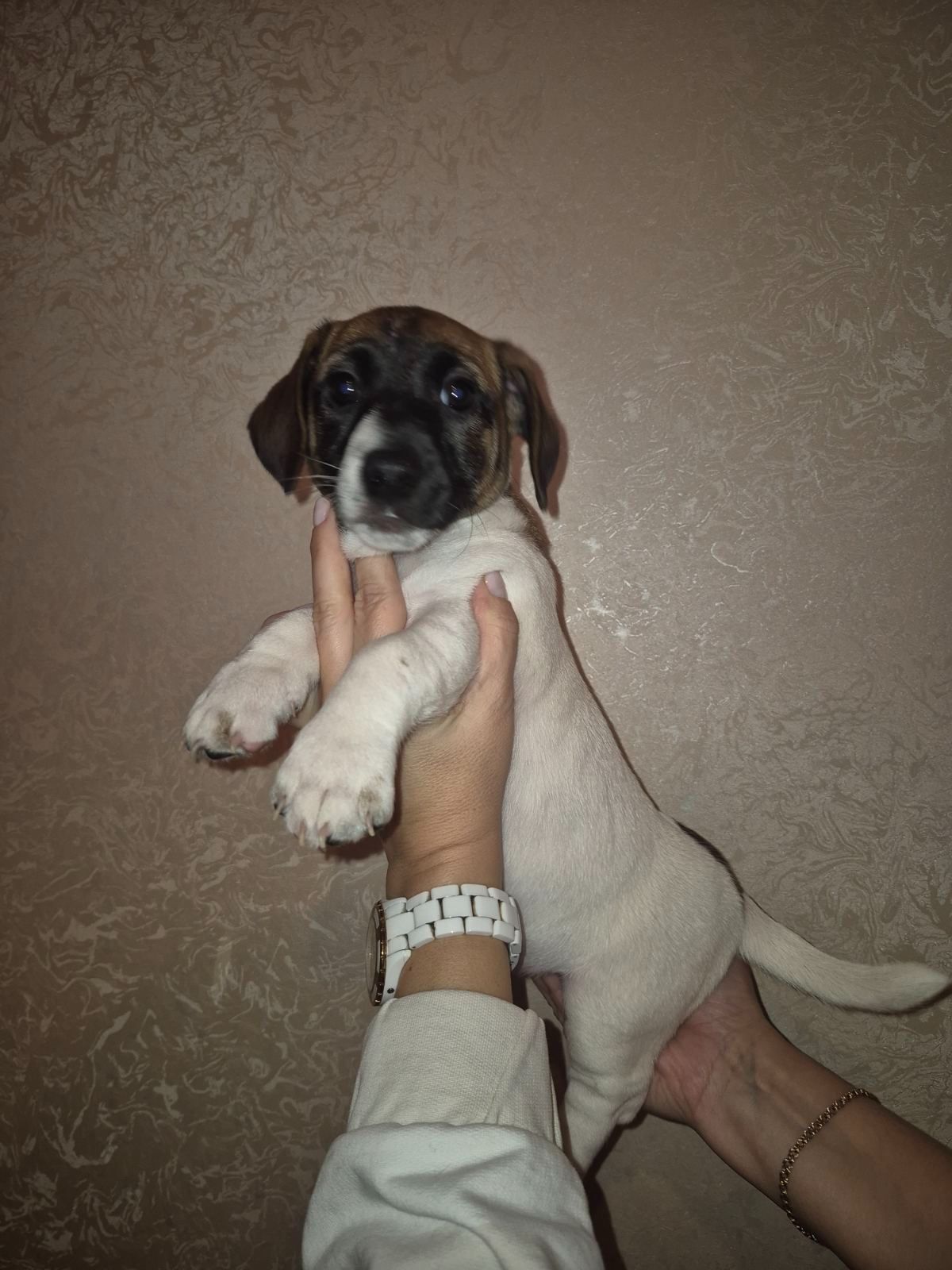 Щенок Джек Рассел Терьер 24.10.2025