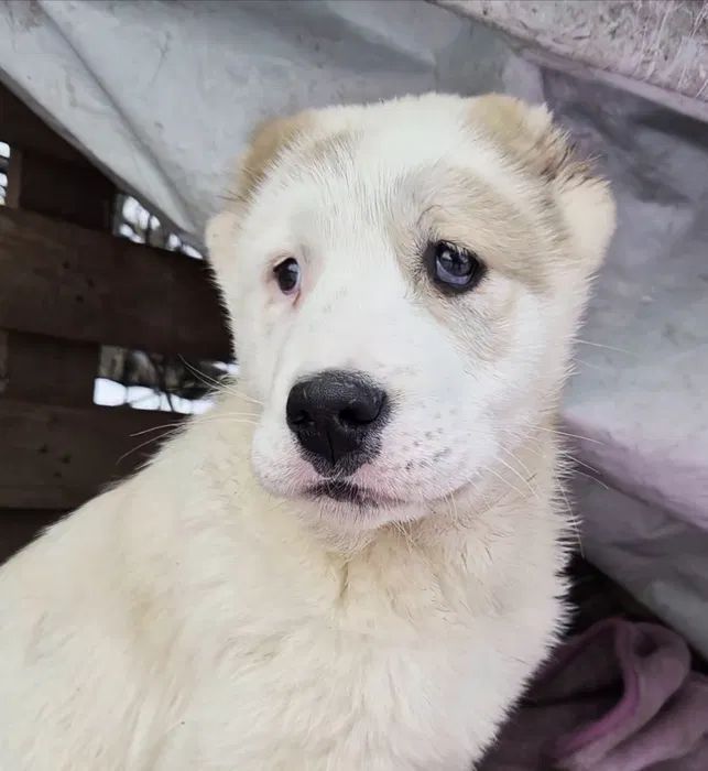 Продам цуценя САВ алабай 2.5 місяці