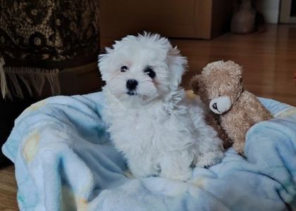 Мальтійська болонка хлопчик в Києві