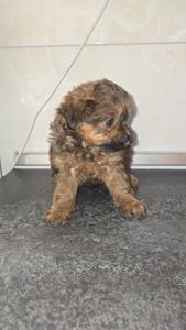 Цуценята мальтіпу Ф1