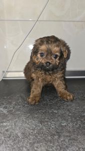 Цуценята мальтіпу Ф1