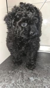 Цуценята мальтіпу Ф1