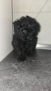 Цуценята мальтіпу Ф1