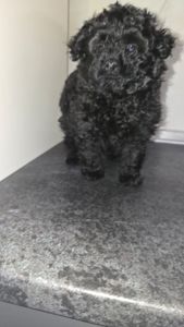 Цуценята мальтіпу Ф1