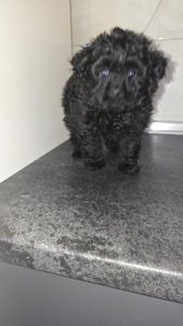 Цуценята мальтіпу Ф1